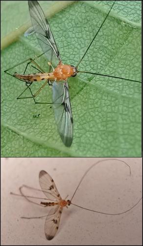 Réf. 321 707 : Macrocera phalerata